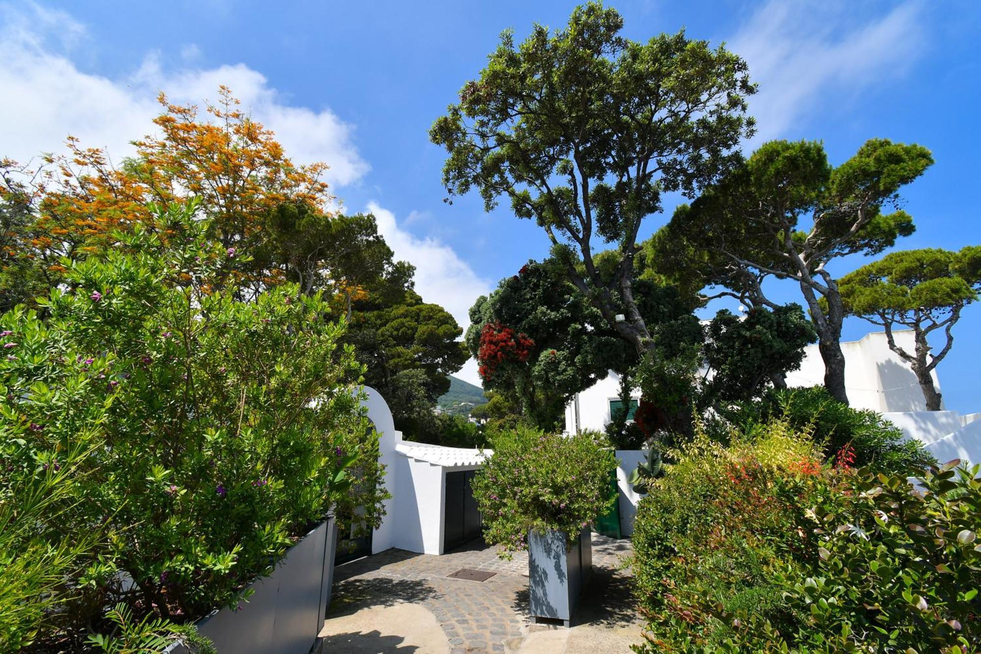 B&B Villa Lentisco Ischia Ngoại thất bức ảnh